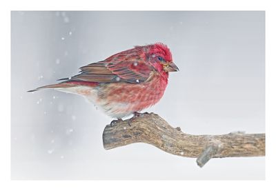 Purple Finch
