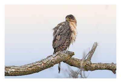 Sharp-shinned Hawk