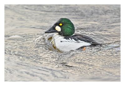 Common Goldeneye