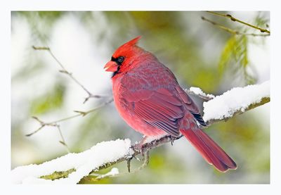 Northern Cardinal