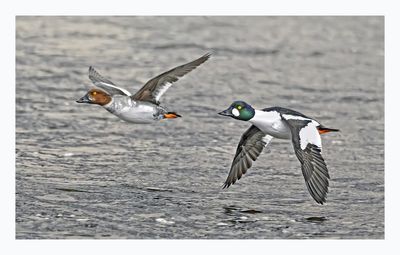 Common Goldeneye