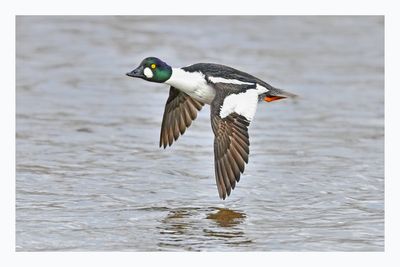 Common Goldeneye