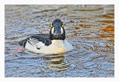 Common Goldeneye