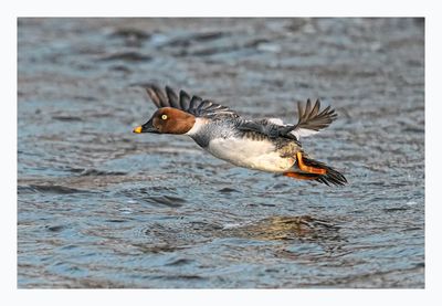 Common Goldeneye