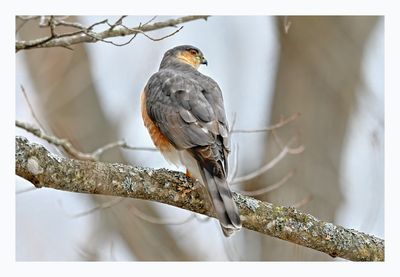 Sharp-shinned Hawk