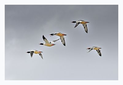Common Merganser