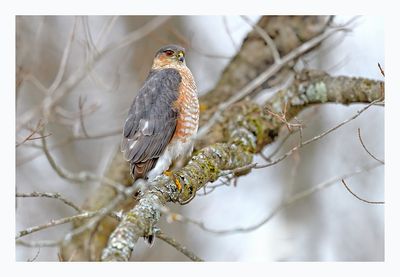 Sharp-shinned Hawk