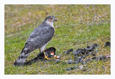 Sharp-shinned Hawk