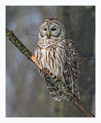 Barred Owl
