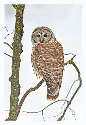 Barred Owl
