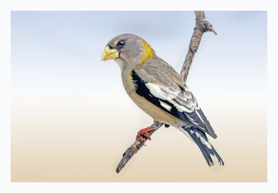 Evening Grosbeak