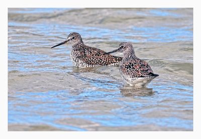 Greater Yellowlegs