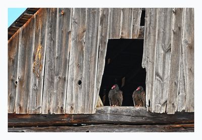 Turkey Vulture 