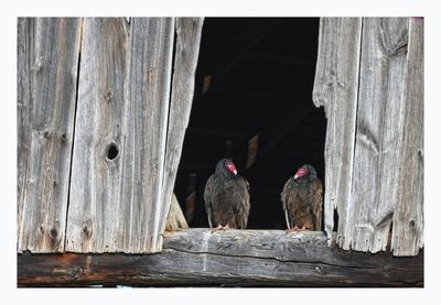 Turkey Vultures