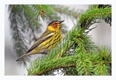 Cape May Warbler