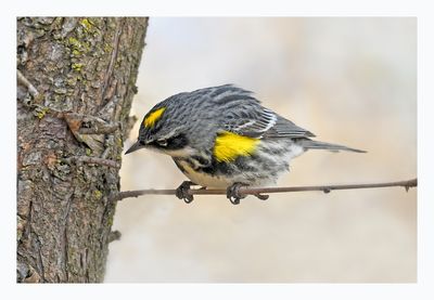 Yellow rumped Warbler
