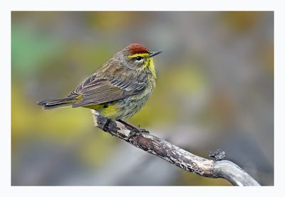 Palm Warbler
