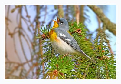 Northern Parula