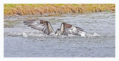 Osprey