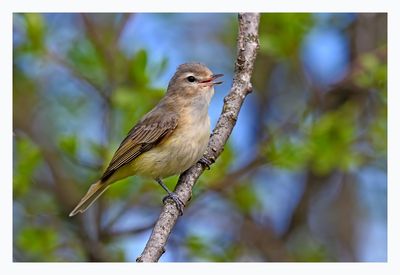 Warbling Vireo