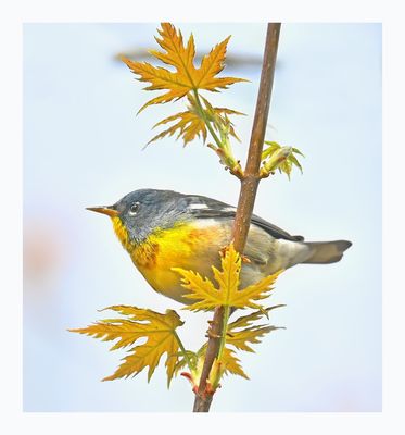 Northern Parula