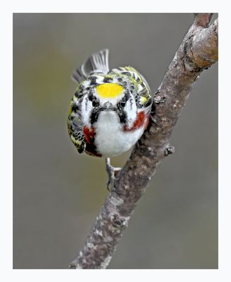 Chestnut-sided Warbler