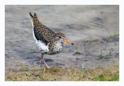 Spotted Sandpiper
