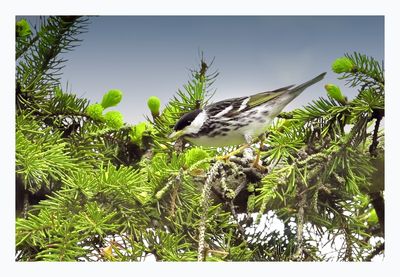 Blackpoll Warbler