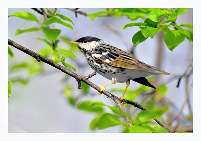 Blackpoll Warbler