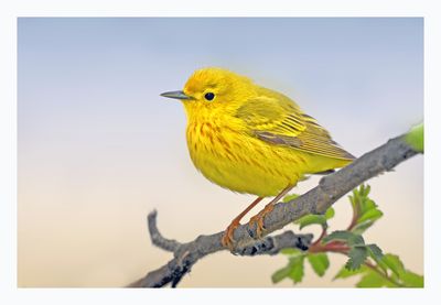 Yellow Warbler