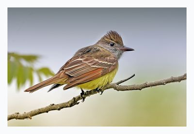 Great-crested Flycatcher