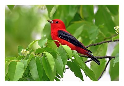 Scarlet Tanager