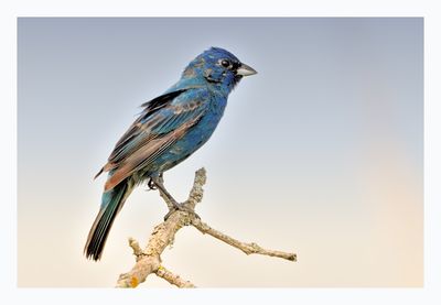 Indigo Bunting