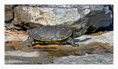 Northern Map Turtle