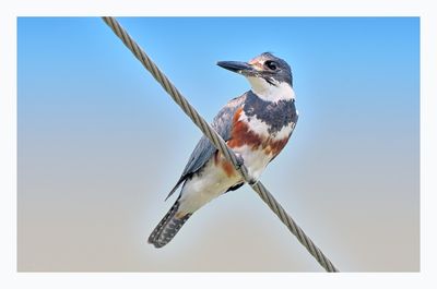 Belted Kingfisher