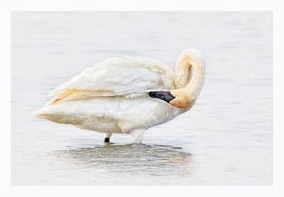 Trumpeter Swan