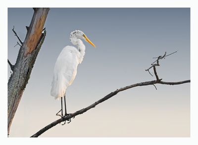 Great Egret