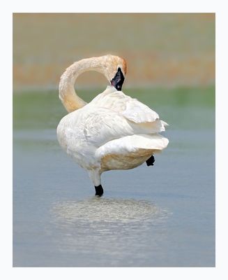 Trumpeter Swan