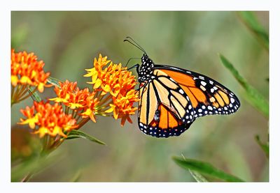 Monarch