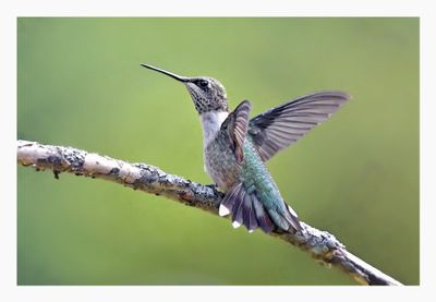 Ruby-throated Hummingbird