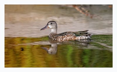 Blue-winged Teal