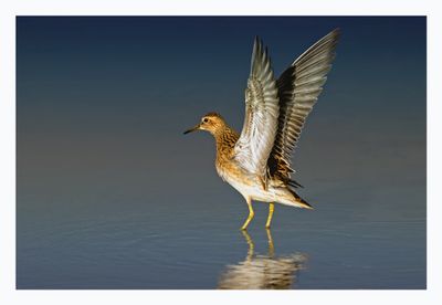 Pectoral Sandpiper