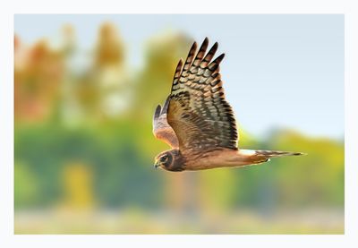 Northern Harrier