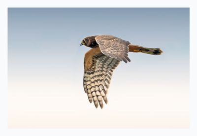 Northern Harrier