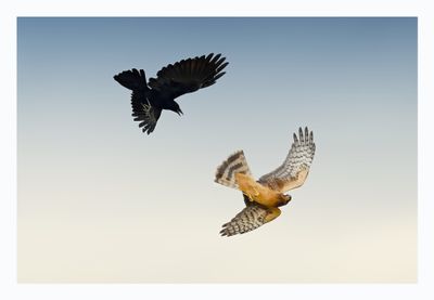 Northern Harrier