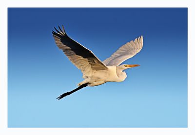 Great Egret