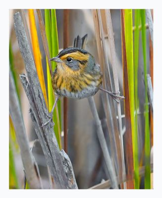 Nelson`s Sparrow