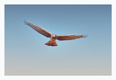 Northern Harrier