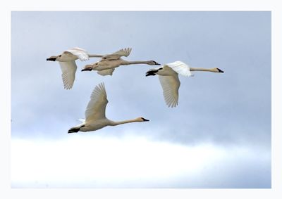 Trumpeter Swan