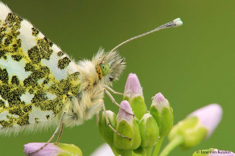 ~ Orange Tip / Oranjetipje ~